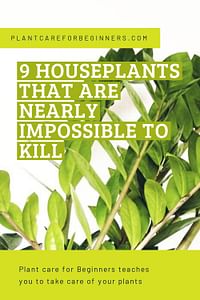 9 houseplants that are nearly impossible to kill