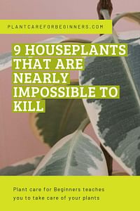 9 houseplants that are nearly impossible to kill