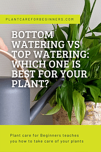 Bodem bewateren vs Boven bewateren: Welke is het beste voor je plant?