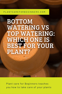 Bodem bewateren vs Boven bewateren: Welke is het beste voor je plant?