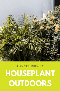 Can you bring a houseplant outdoors?