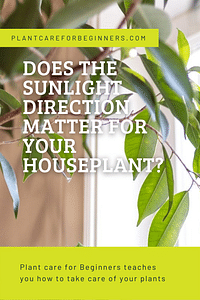 Is de richting van het zonlicht van belang voor je kamerplant?