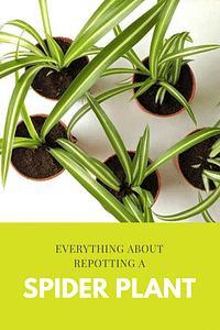 Everything about repotting a spider plant