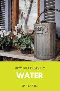How do I properly water my plants?
