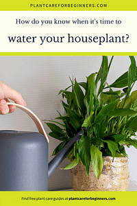 How do you know when it's time to water your houseplant?
