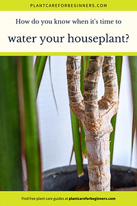 Hoe weet je wanneer het tijd is om je kamerplant water te geven?