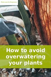 How to avoid overwatering your plants