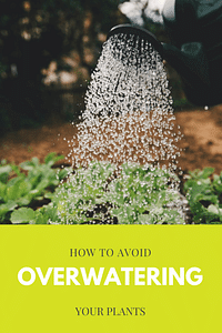 Hoe voorkom je overbewatering van je planten