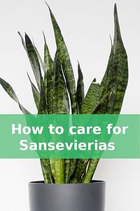 How to care for Sansevierias