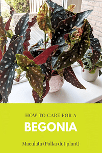Hoe verzorg je een Begonia Maculata (Polkadot Begonia)?