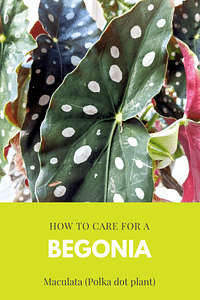 Hoe verzorg je een Begonia Maculata (Polkadot Begonia)?