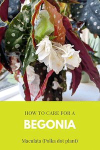 How to care for a Begonia Maculata (Polka dot plant)