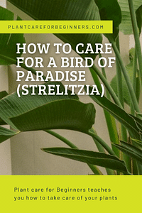 Hoe verzorg je een Paradijsvogelplant (Strelitzia)?