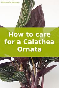 Hoe zorg je voor een Calathea Ornata