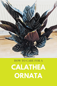How to care for a Calathea Ornata