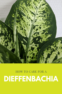 How to care for a Dieffenbachia