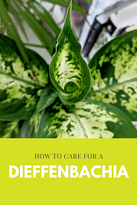 Hoe verzorg je een Dieffenbachia?