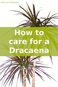 Hoe verzorg je een Dracaena?