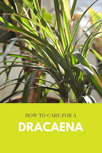 How to care for a Dracaena