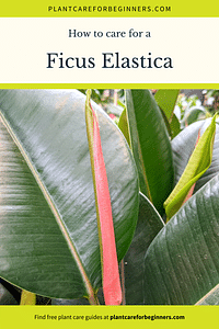 How to care for a Ficus Elastica (Rubber Tree)
