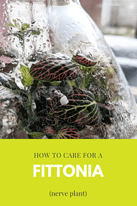 How to care for a fittonia (nerve plant)