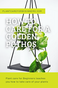 How to care for a Golden Pothos