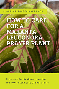 How to care for a Maranta Leuconora (Prayer plant)