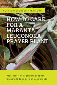 How to care for a Maranta Leuconora (Prayer plant)