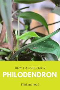 How to care for a Philodendron