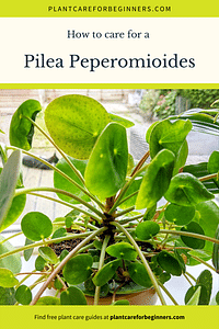 Hoe verzorg je een Pilea Peperomioides?