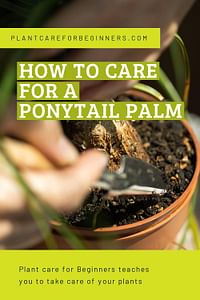 How to care for a Ponytail Palm