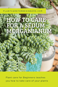 Hoe verzorg je een Sedum morganianum