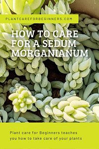 How to care for a Sedum morganianum