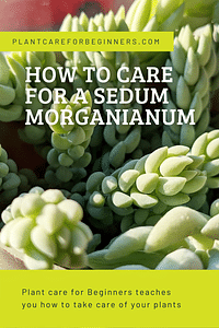 How to care for a Sedum morganianum