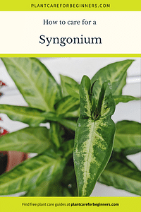 How to care for a Syngonium