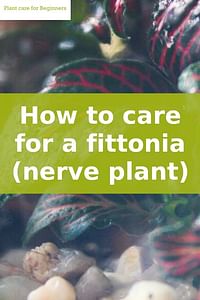 How to care for a fittonia (nerve plant)