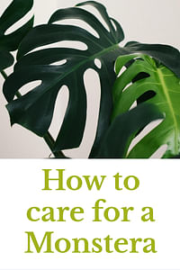 How to care for a Monstera