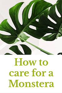 How to care for a Monstera