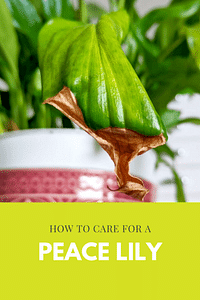 How to care for a Peace Lily