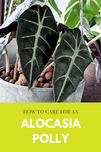 How to care for an Alocasia Polly