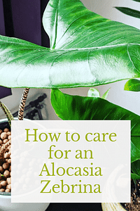 How to care for an Alocasia Zebrina