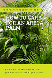 How to care for an Areca Palm