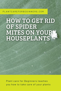 How to get rid of spider mites on your houseplants