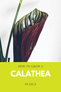 Hoe groei je een Calathea in Leca?