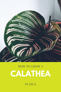 Hoe groei je een Calathea in Leca?