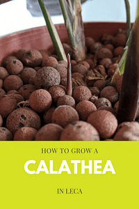How to grow a Calathea in Leca