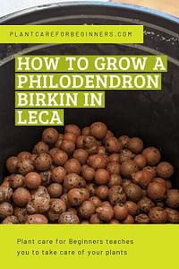 How to grow a Philodendron Birkin in Leca