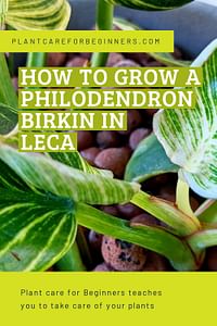 How to grow a Philodendron Birkin in Leca