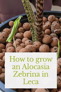 How to grow an Alocasia Zebrina in Leca
