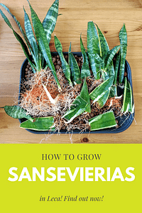 How to grow Sansevierias in Leca